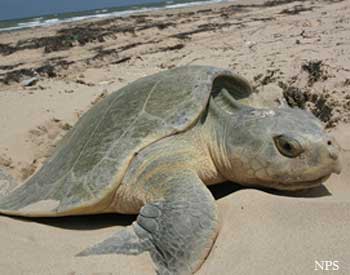 Kemp's Rigley sea turtle nesting