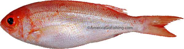live vermillion snapper juvenile