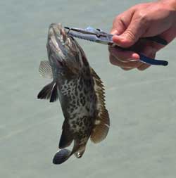 Grouper held with pliers