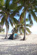 tent under 2 palm trees on beach