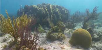 Natural reef dry tortugas