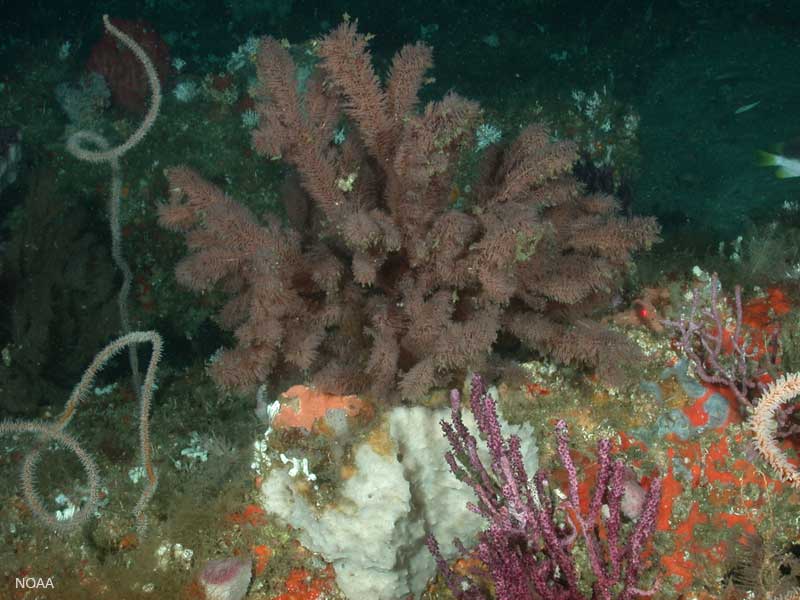 ocean bottom oculina bank mpa