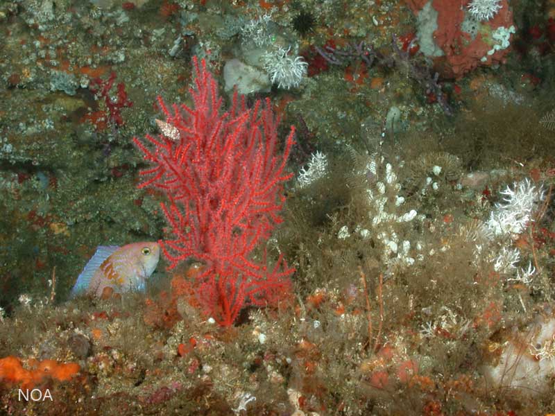bright red soft coral on the deep ocean floor of the atlantic mpa