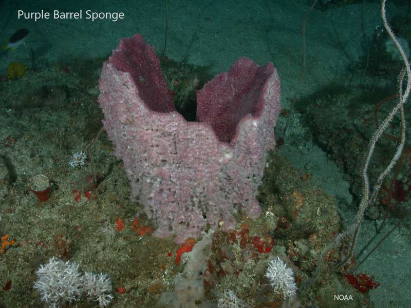 purple barrel sponge