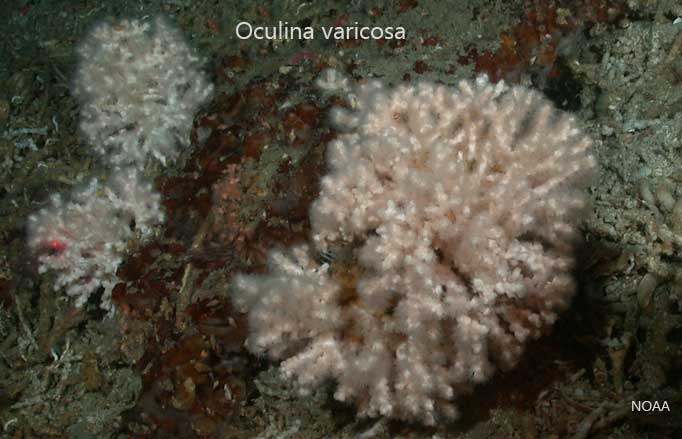 Oculina varicosa live on the sea floor in the eastern MPA