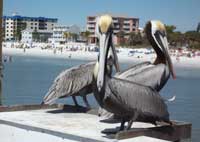 3 Pelicans resting on a railing on Fort Myers Beach