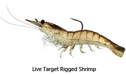 realistic shrimp on a hook