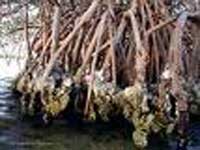 Mangrove roots