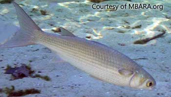 Mullet fish in a bucket