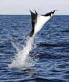 eagle ray flying through the air