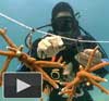diver cutting a coral piece underwater