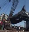 Dead Whale Shark in Pakistan