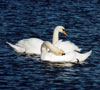 2 swans on a lake