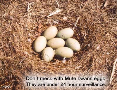 nest of swan eggs