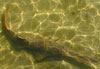 eagle ray fish underwater