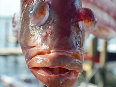 Closeup of Red Grouper face with popped out eyes