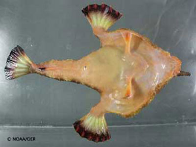 underside of a batfish
