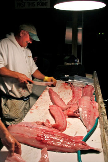 men at a fish fillet table with 6 large amberjack fish fillets