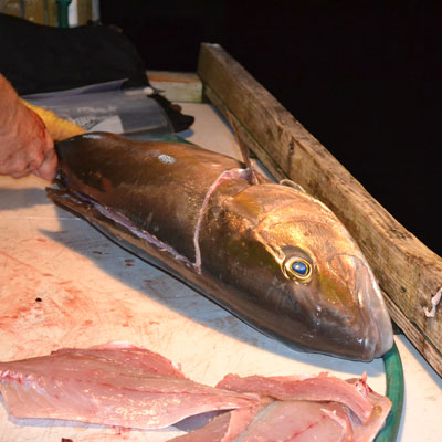 large amberjack fish with the body sliced for filleting