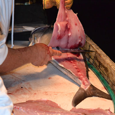 amberjack fillet being pulled up with knife cutting it free from ribs