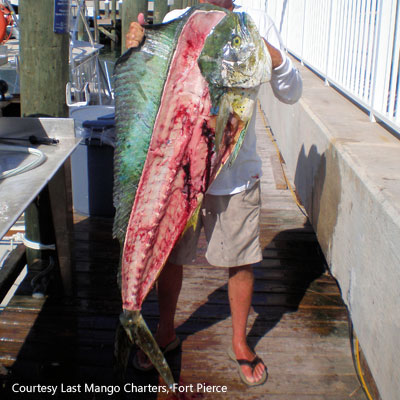 a bull mahi mahi dolphin fish with its meat filleted