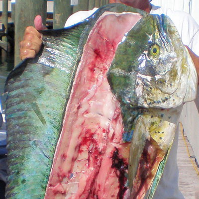closeup of dolphin fish face with fillet cut out