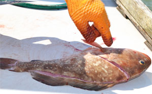red grouper with cut lines before removing the meat