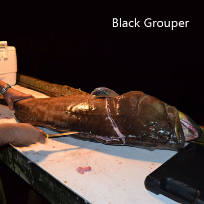 large black grouper with slice lines behind head and down back