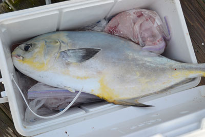 permit fish in a cooler with bags of fresh fillets