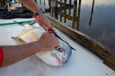 permit fish on fillet table with knife showing first place to cut the fish