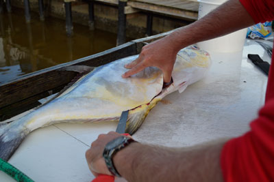 closeup showing knife cut into permit stomach