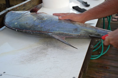 showing cut line down the back of the permit