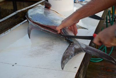 completing the fillet cut at the permit fish's tail