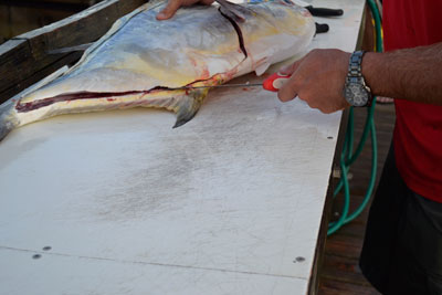 inserting fillet knife to release meat from bones