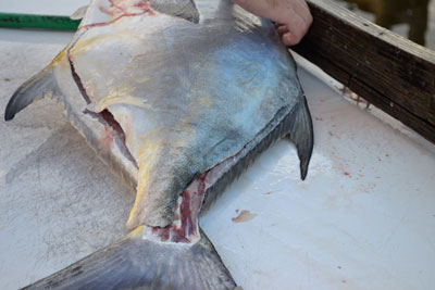 view from tail up to head of cut fillet line