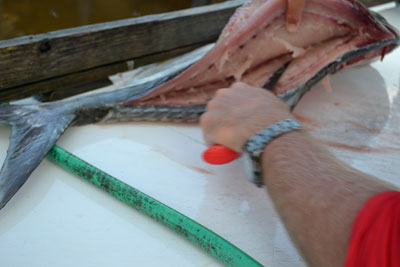 view of fillet knife gliding along bones to release fillet