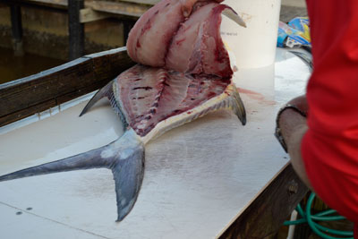 fillet pulled up over the head of permit fish