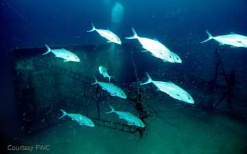 Underwater scene reef with school of Amberjacks
