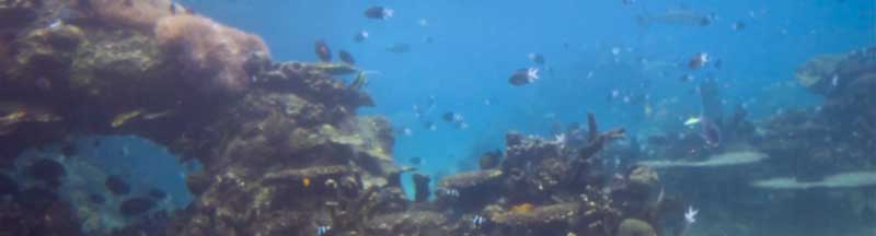 wide underwater view of reef with a circular opening