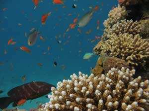 Grouper swimming in a colorful reef