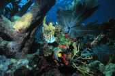 Coral reef keys