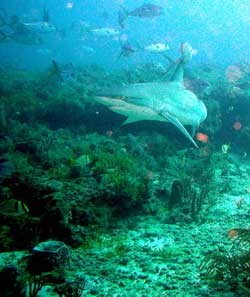 Reef with nurse shark