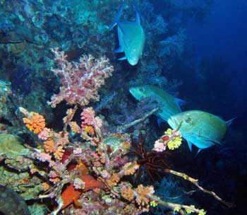 natural reef with lots of color and fish