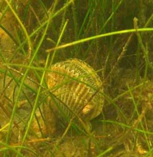Scallop in Sea Grass