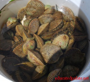 Scallops in a bucket