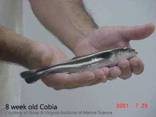 8 week old cobia fish in hands