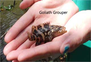 Juvenile Goliath Grouper