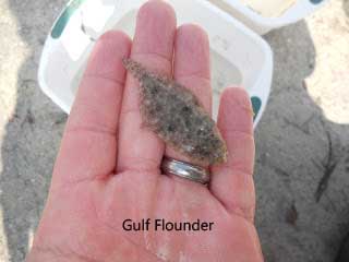 Juvenile gulf flounder