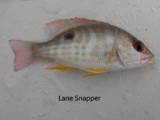 Juvenile lane snapper