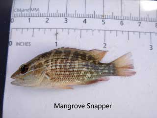 Juvenile mangrove snapper